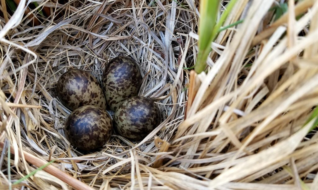 Wilson's Snipe nest photo by Zak Pohlen