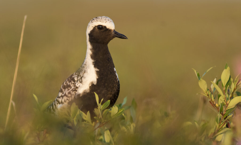 Black-bellied Plover by Zak Pohlen