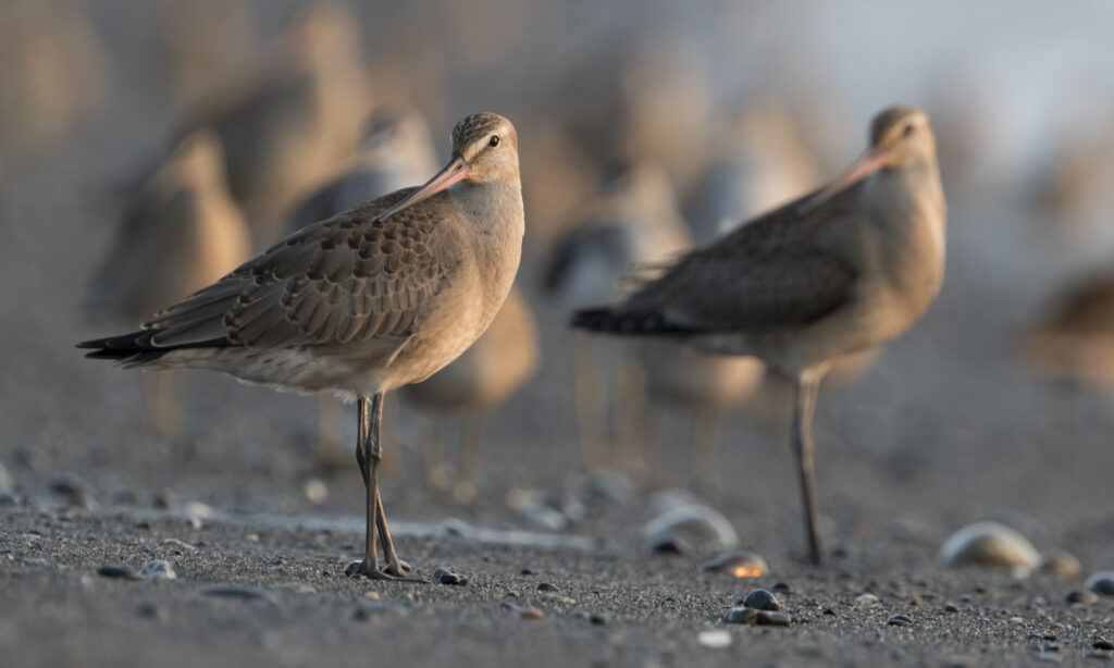 Hudsonian Godwit by Zak Pohlen